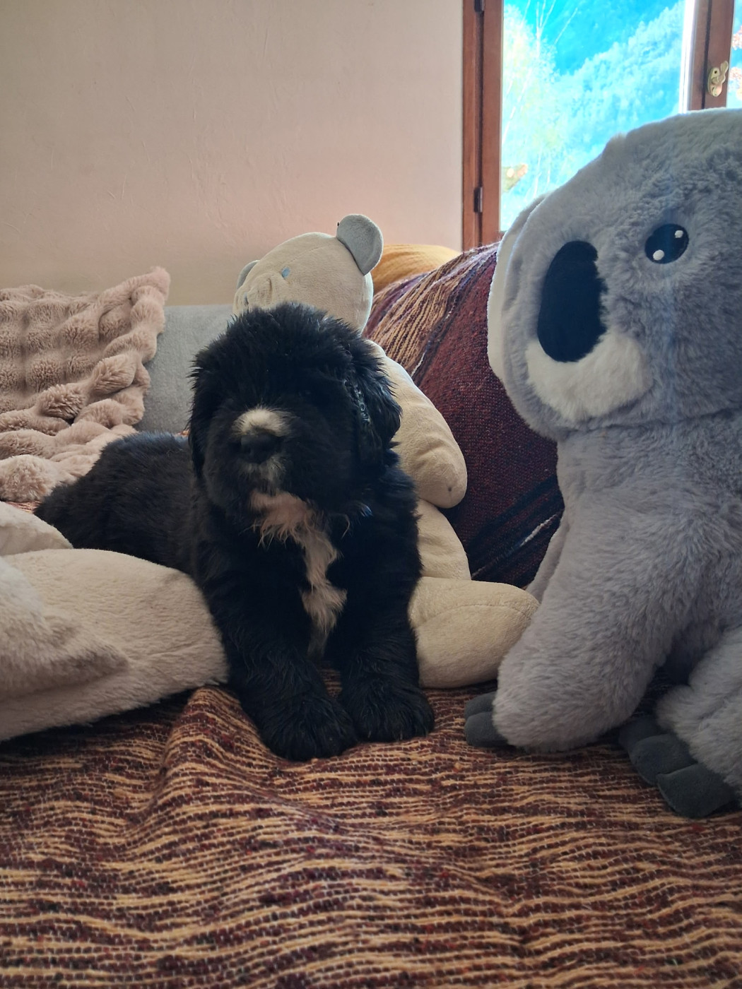 Du Plateau Des Serins - Chiots disponibles - Terre-neuve