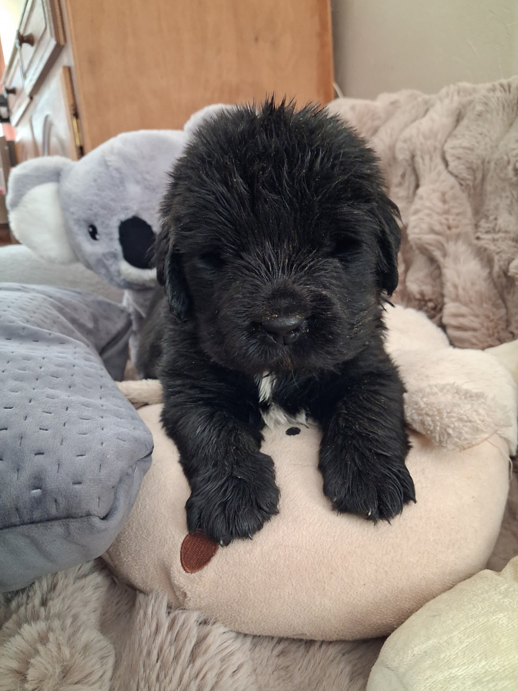 Du Plateau Des Serins - Chiots disponibles - Terre-neuve