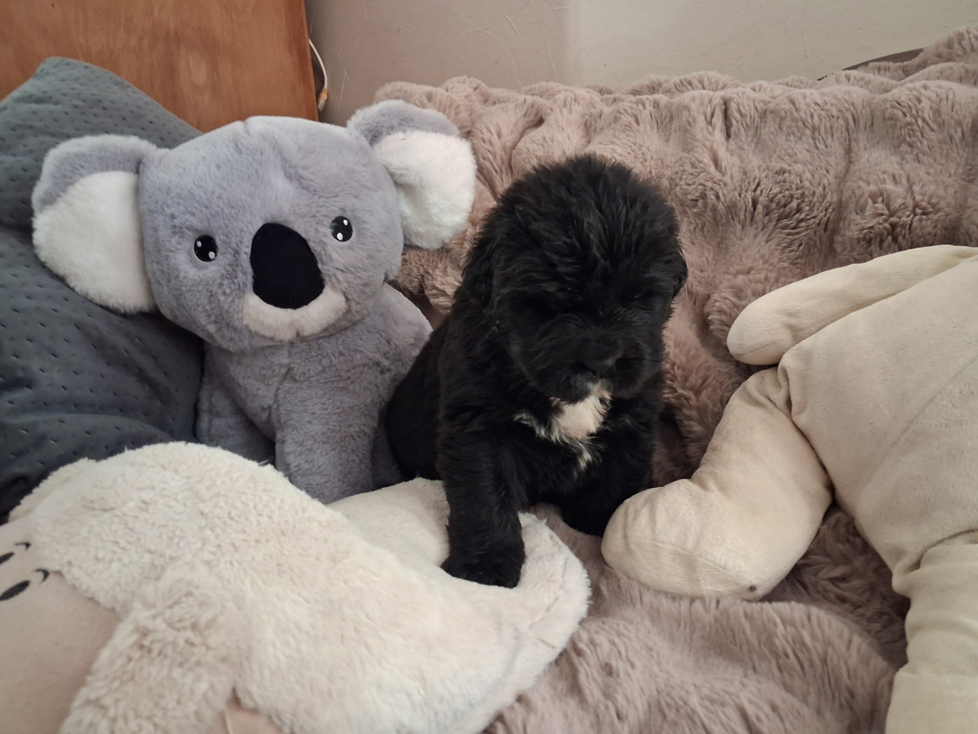 Du Plateau Des Serins - Chiots disponibles - Terre-neuve