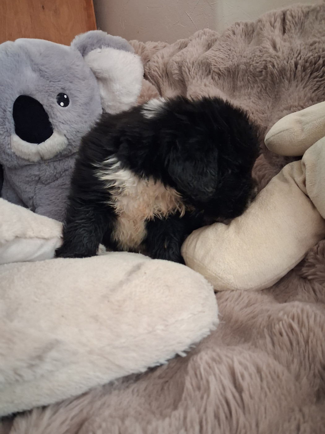 Du Plateau Des Serins - Chiots disponibles - Terre-neuve