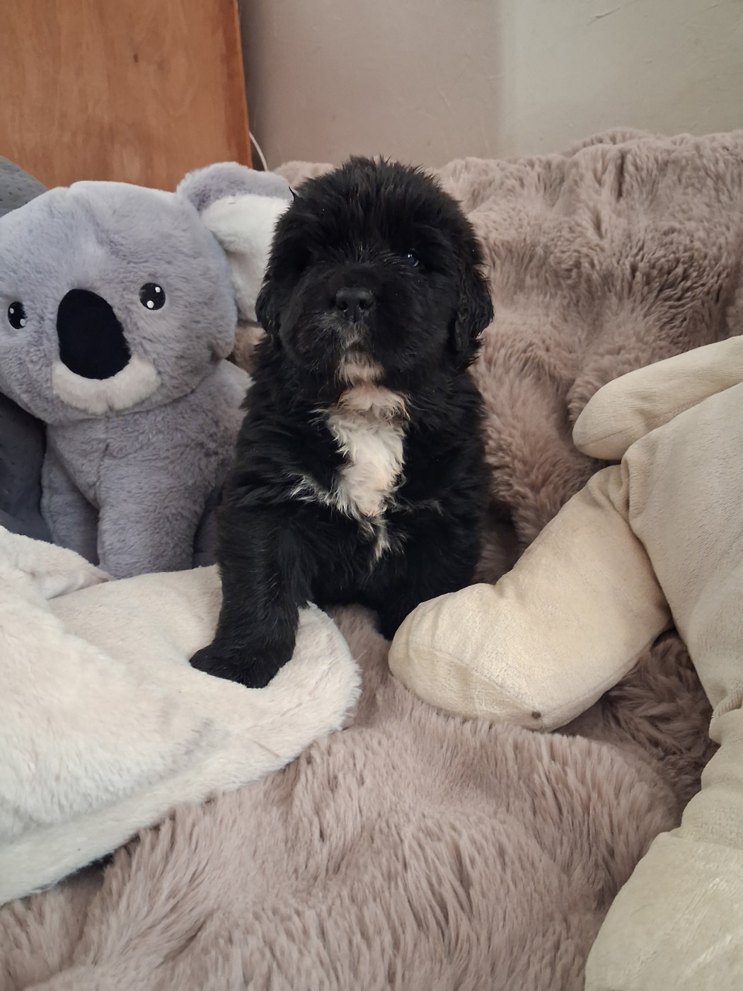 Du Plateau Des Serins - Chiots disponibles - Terre-neuve