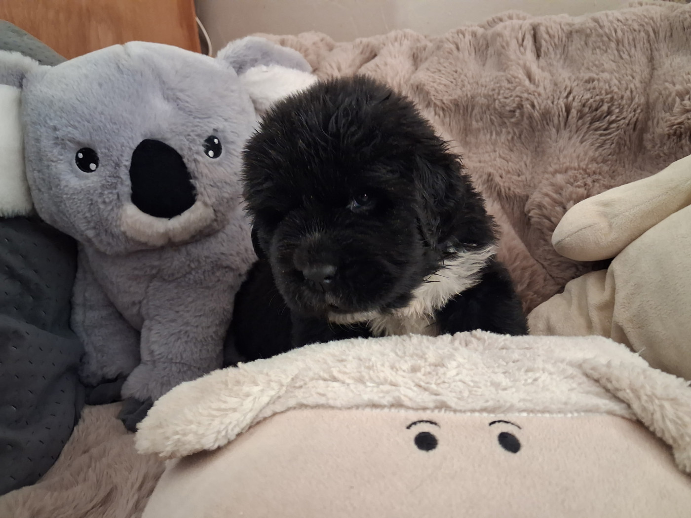 Du Plateau Des Serins - Chiots disponibles - Terre-neuve